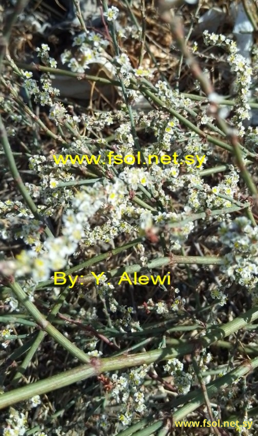 Polygonum equisetiforme Sibth. & Sm