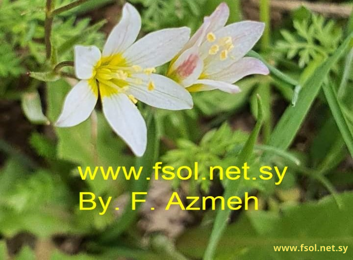 Gagea libanotica (Hochst). Greuter