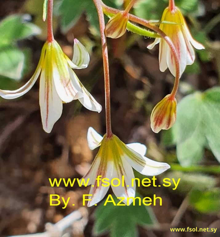 Gagea libanotica (Hochst). Greuter