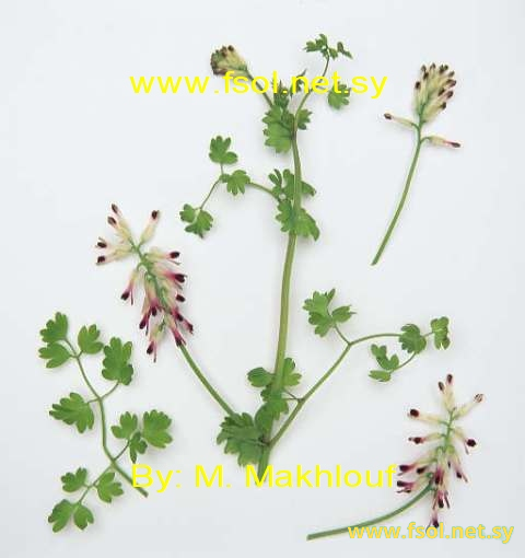 Fumaria capreolata L.