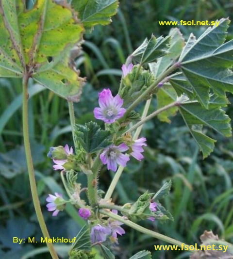 Malva nicaeensis All.
