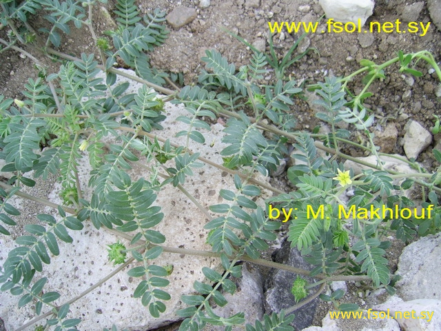 Tribulus terrestris  L.