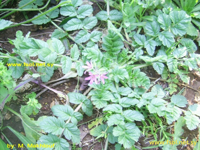 Erodium moschatum (L.) L′Her.
